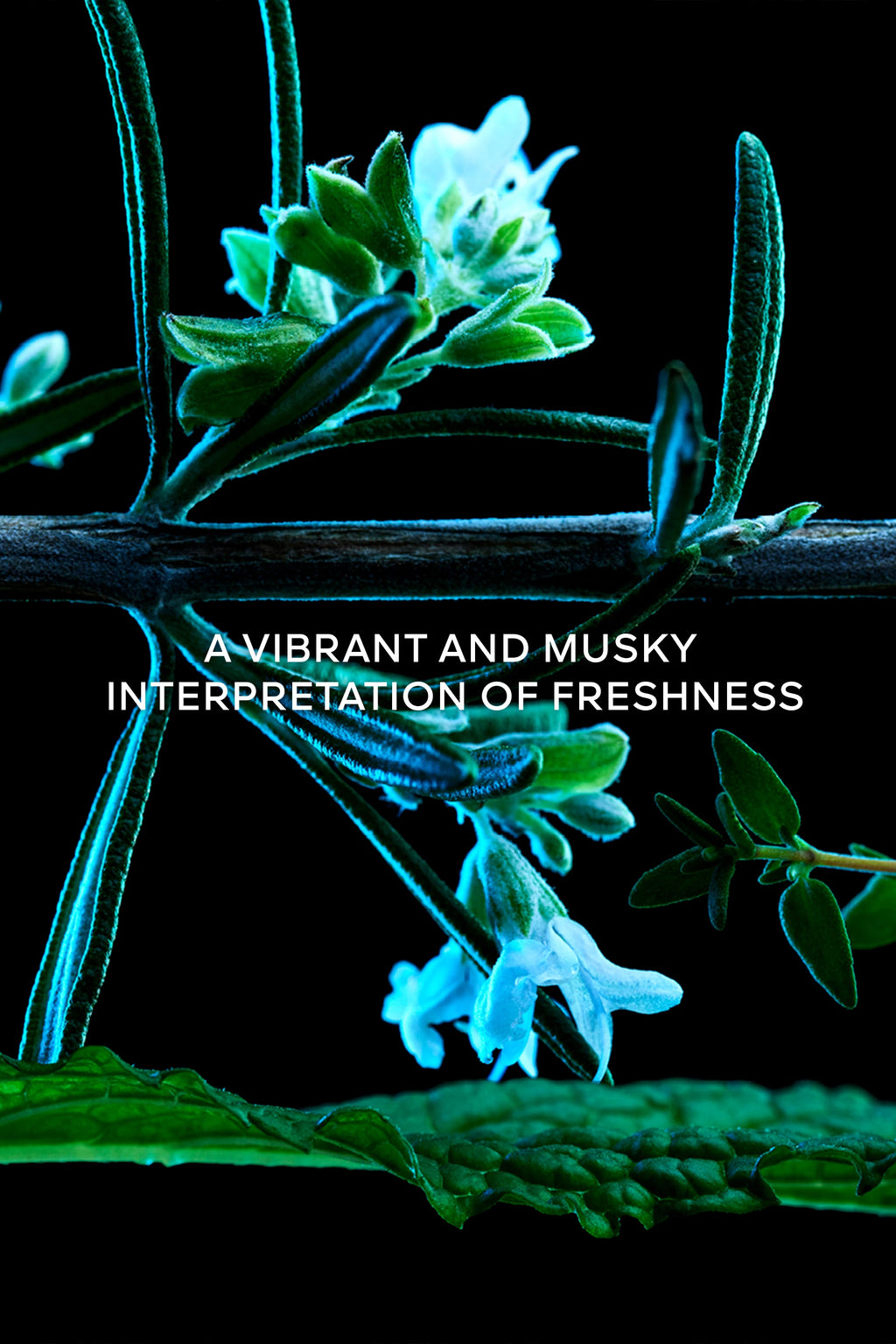 Herbes Troublantes Eau de Parfum
