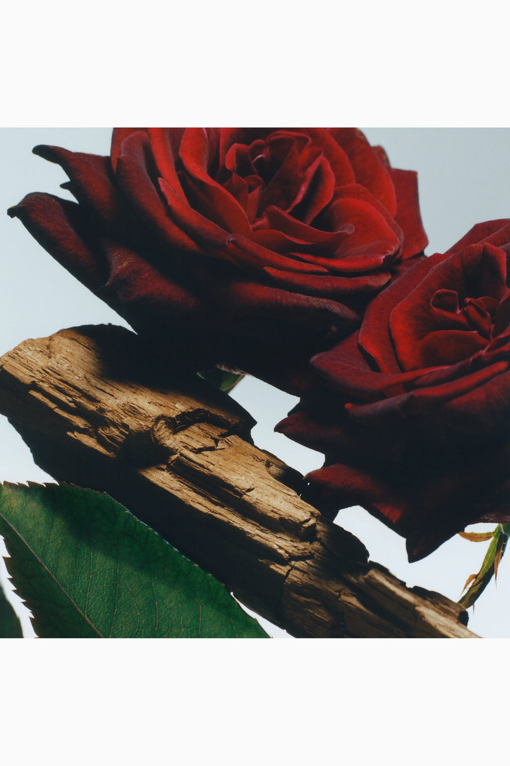 Velvet Rose & Oud Cologne Intense