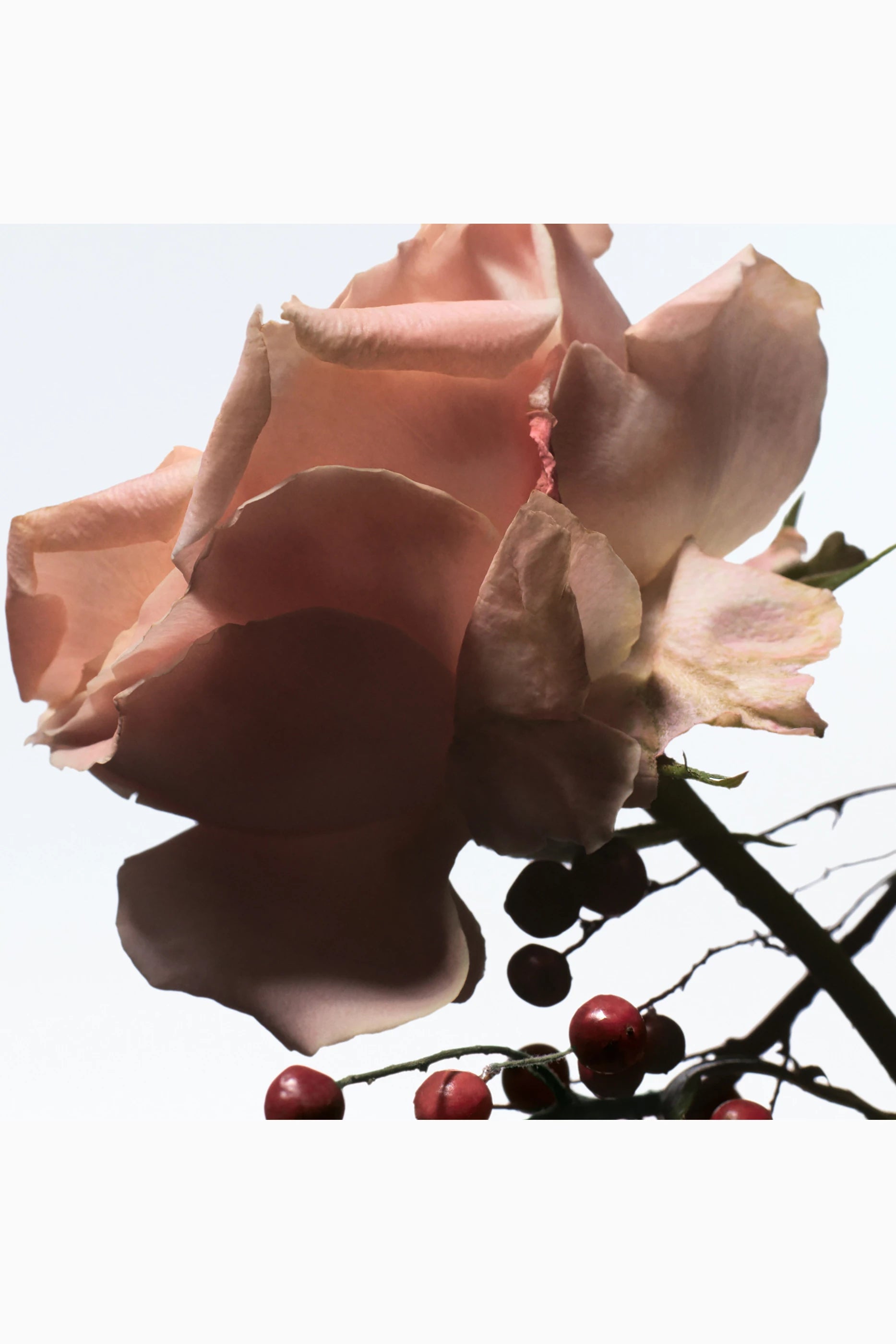 Raving Rose Eau de Parfum