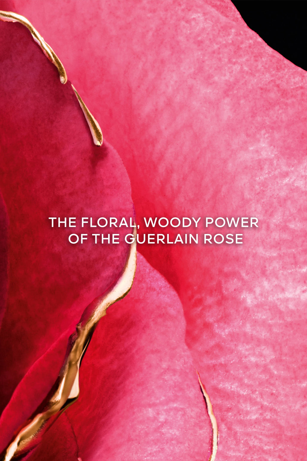 Rose Centifolia Extrait 1 Eau de Parfum