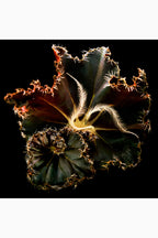Mojave Ghost Absolu de Parfum