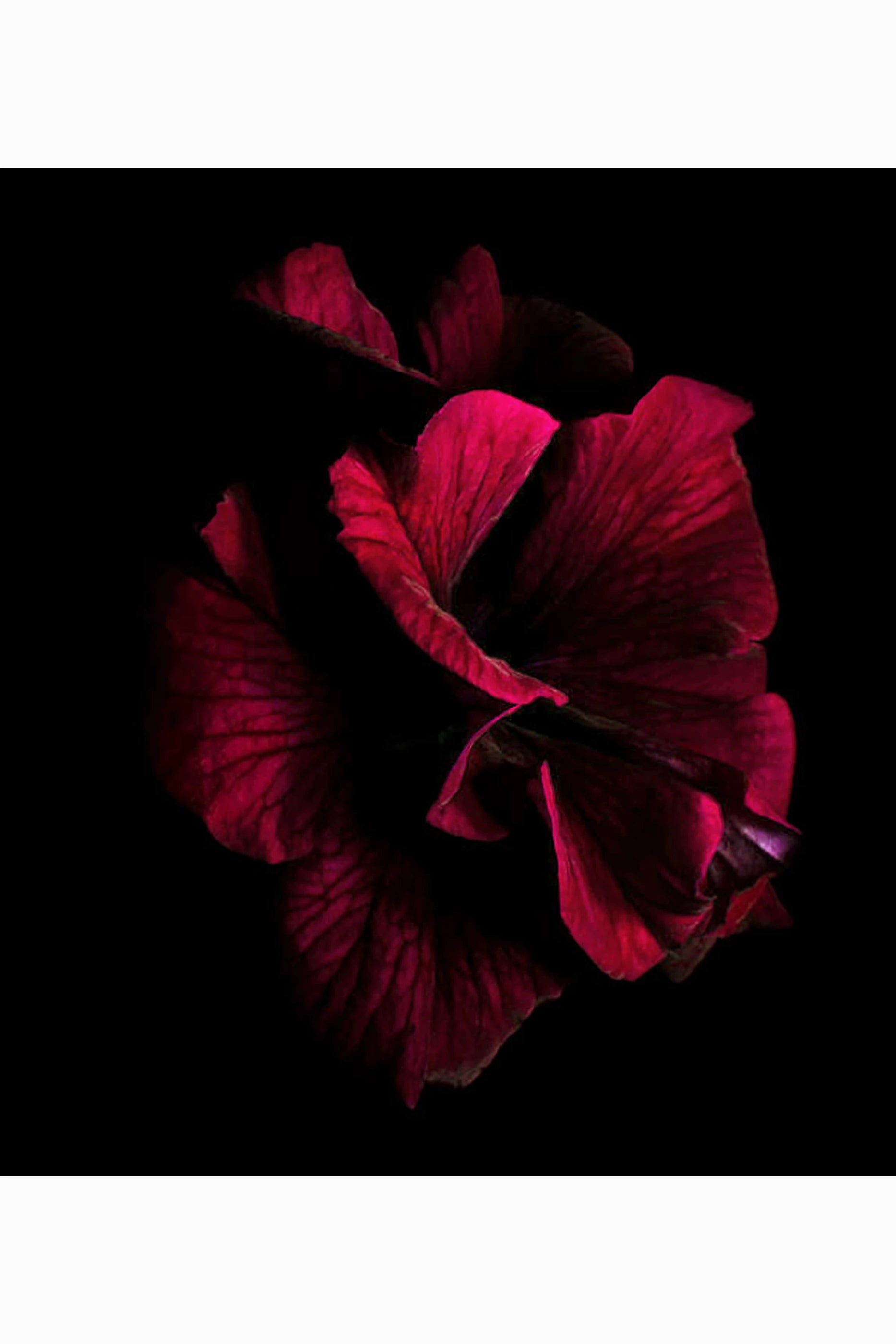 Passion Eau de Parfum
