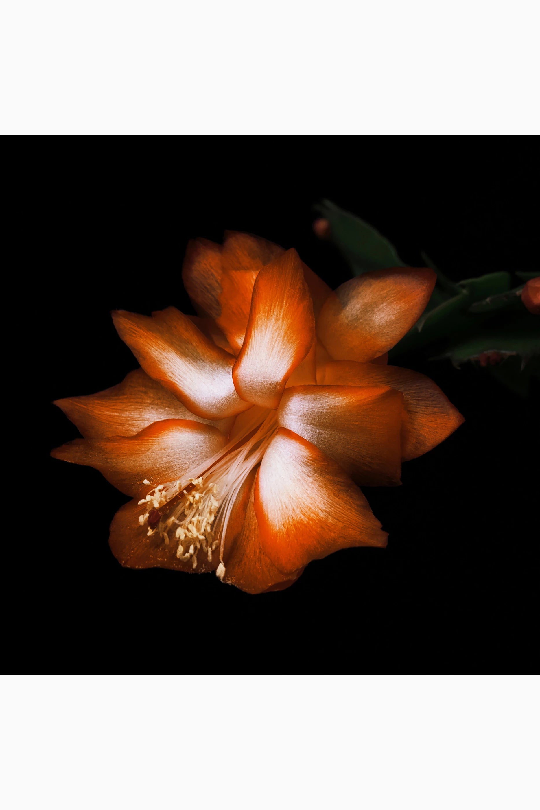 Black Saffron Absolu de Parfum