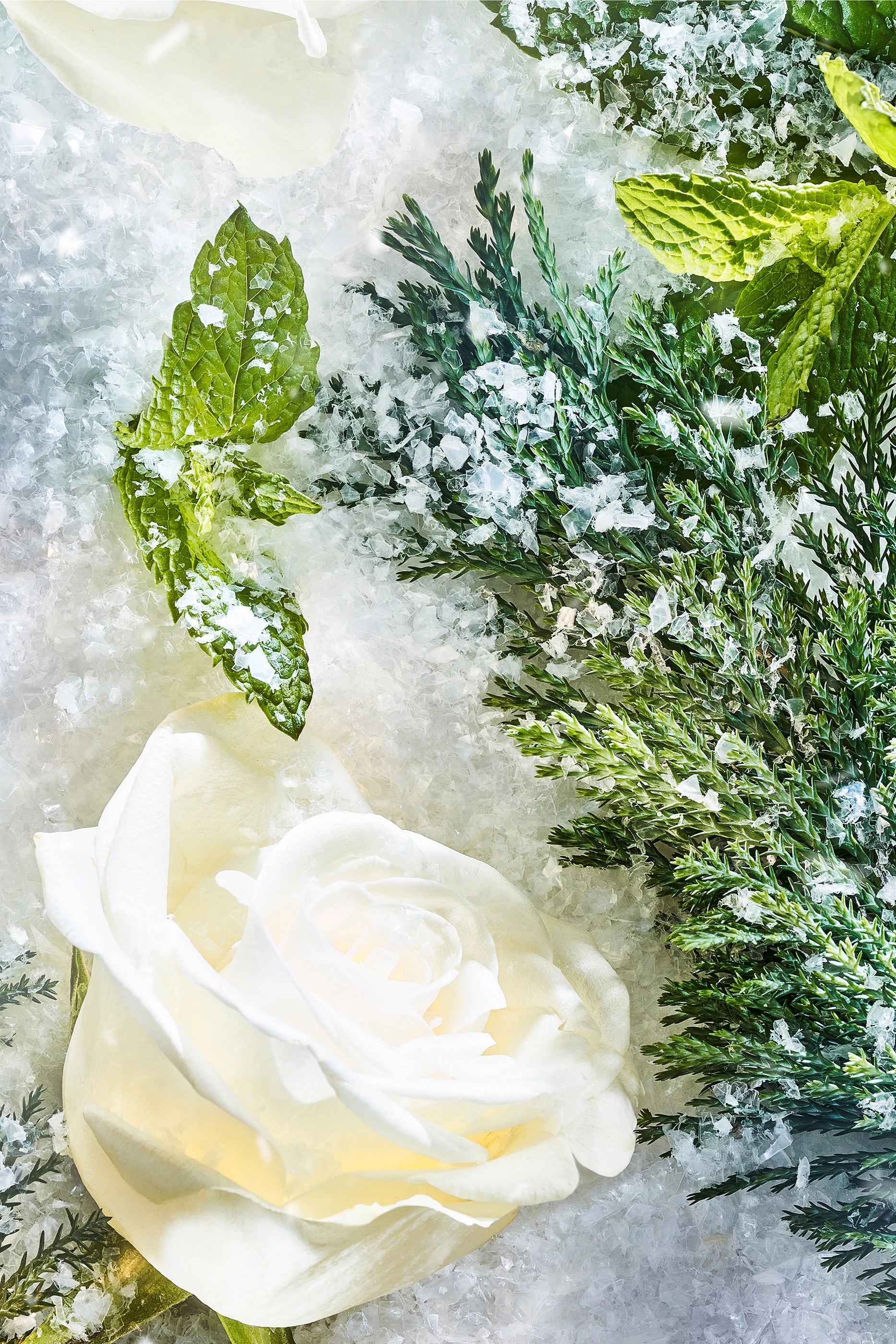 Isola Snow Parfum