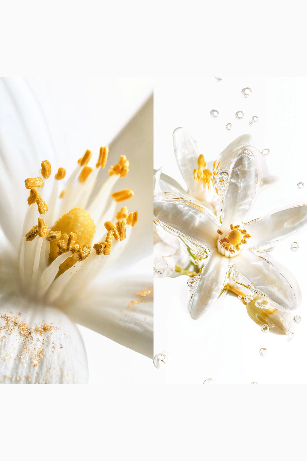 Blaze of Stillness Eau de Parfum