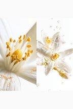Blaze of Stillness Eau de Parfum